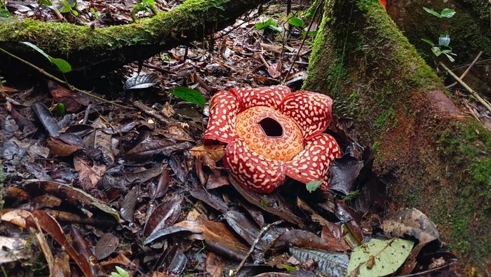 Desa Pa’Kidang di Kabupaten Nunukan, Kalimantan Utara (Kaltara) menawarkan pesona wisata alam dan budaya yang luar biasa. Terletak di perbatasan Indonesia-Malaysia, desa ini menjadi destinasi ideal bagi pencinta alam dan petualang yang ingin merasakan pengalaman unik di pedalaman Kalimantan.