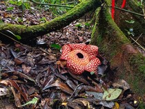Rafflesia Pricei, Kembang Desa Wisata di Perbatasan Indonesia-Malaysia