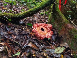 Rafflesia Pricei, Kembang Desa Wisata di Perbatasan Indonesia-Malaysia