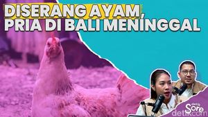 Ke mana Arah Budaya Ayam Tajen Pulau Dewata?