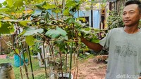 Kampung anggur itu digagas oleh warga setempat sejak tahun 2022 silam dengan tujuan kemandirian ekonomi dan estetika daerah hunian mereka