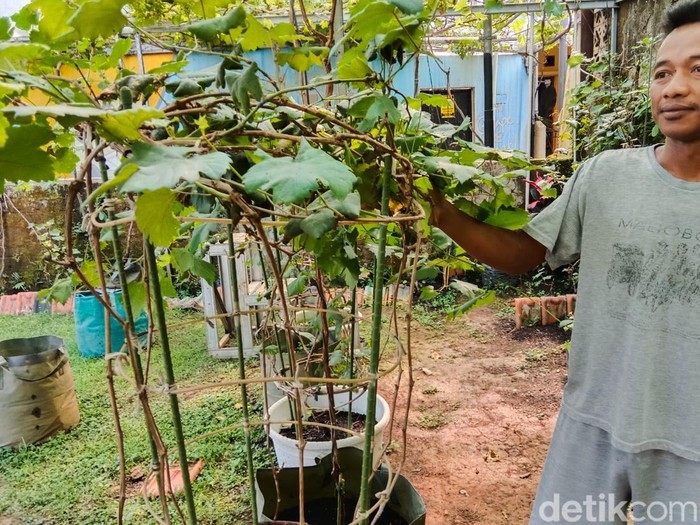 Kampung Anggur Cimahi warga sedang merawat tanaman anggur di balik gang sempit cimahi