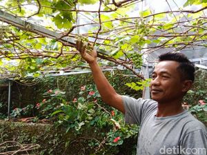 Potret Kampung Anggur di Balik Gang Sempit di Cimahi