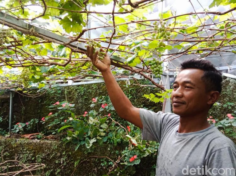 Potret Kampung Anggur di Balik Gang Sempit di Cimahi