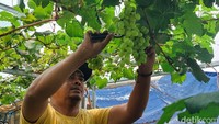Buah anggur itu memerlukan perawatan ekstra, seperti pemberian pupuk dengan pupuk vegetatif, lalu pupuk generatif. Kemudian penyemprotan obat hama