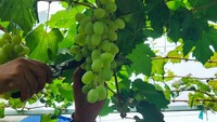 Hasilnya, buah anggur bisa dibeli dengan cara petik sendiri. Harganya Rp100 ribu per kilogram. Buah anggur yang sudah dipanen juga ada yang sudah dikirim ke Gorontalo dan Makassar