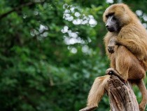 Kebun Binatang Jerman Bunuh 12 Babun, Pecinta Hewan Meradang
