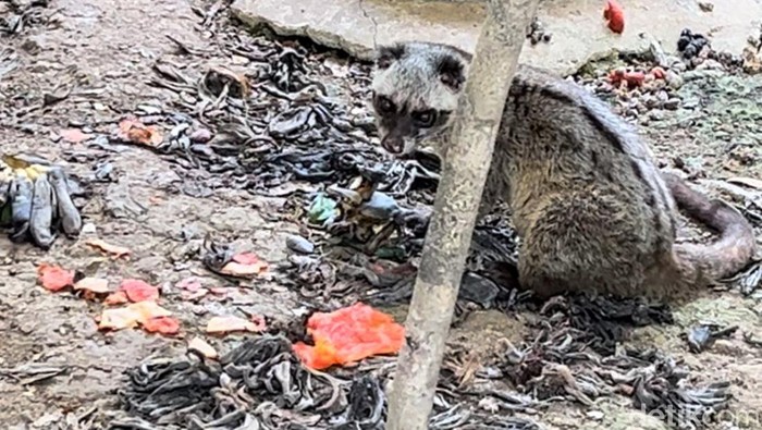 Kondisi kandang Musang Luwak di Medan Zoo tampak penuh dengan kulit pisang kering yang sudah mengering. (Kartika Sari/detikSumut)
