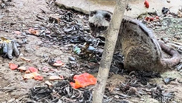Kondisi kandang Musang Luwak di Medan Zoo tampak penuh dengan kulit pisang kering yang sudah mengering. (Kartika Sari/detikSumut)