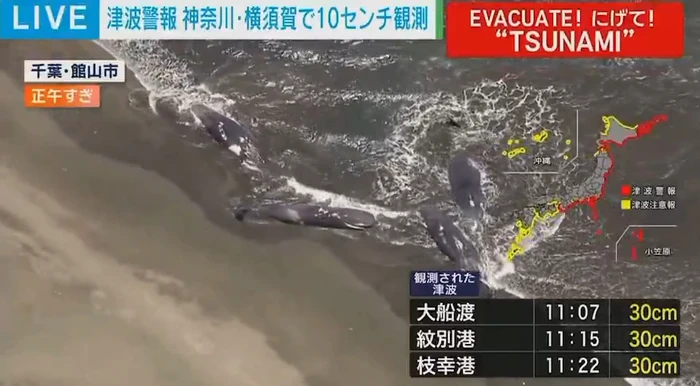 Paus-paus dilaporkan terdampar di Pantai Hirasuna di Chiba imbas tsunami gempa Rusia