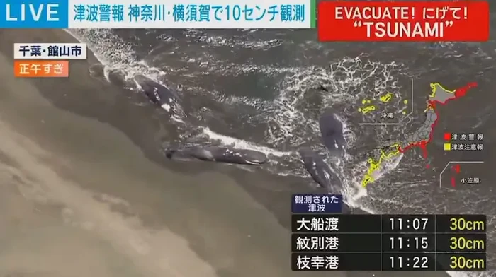 Paus-paus dilaporkan terdampar di Pantai Hirasuna di Chiba imbas tsunami gempa Rusia