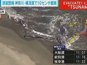 Tsunami Imbas Gempa Rusia sampai ke Jepang, Paus-paus Terdampar di Pantai