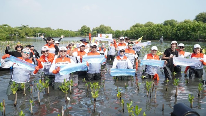 Penanaman Mangrove