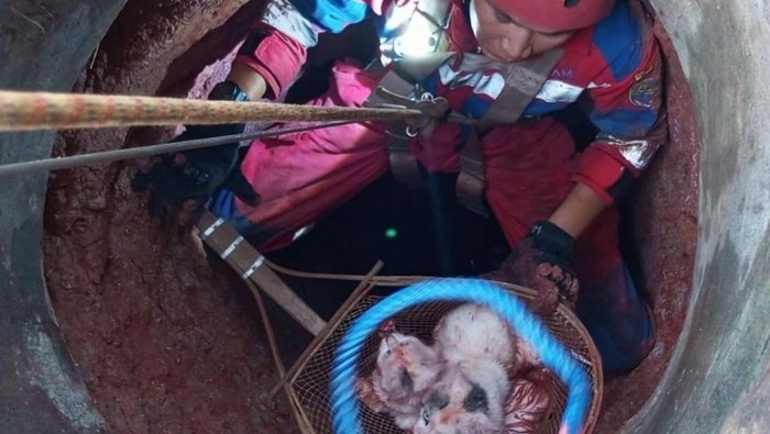 Petugas Damkar Ciamis saat mengevakuasi kucing dari dalam sumur.