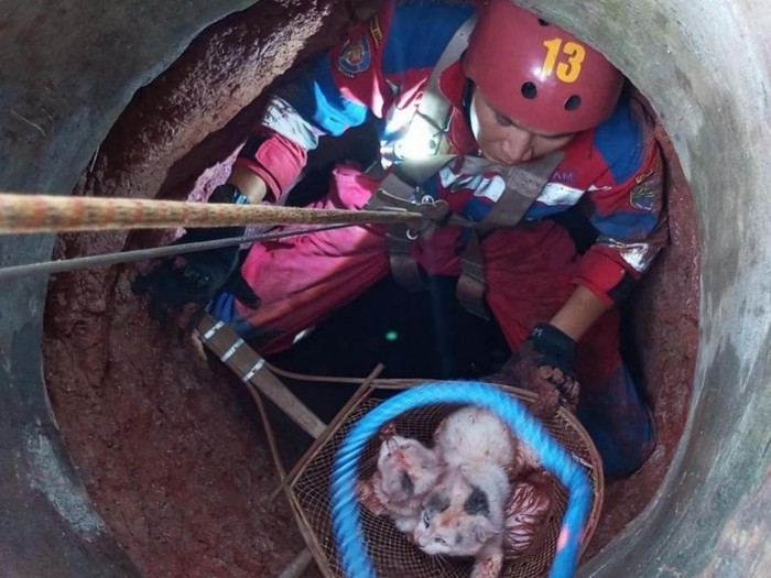 Petugas Damkar Ciamis saat mengevakuasi kucing dari dalam sumur.