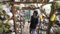 Petani menyiram jamur tiram seusai dipanen. Petani memanfaatkan sebagian lahan tempat tinggalnya sebagai kumbung atau tempat budidaya jamur tiram dengan menggunakan media tanam bahan organik dan mampu dipanen sekitar 15-30 kilogram seharinya. Foto: ANTARA FOTO/M Risyal Hidayat