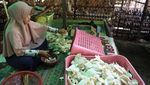 Petani Jamur Tiram di Kaltim Raup Cuan dari Lahan Sempit