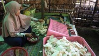 Petani mengemas jamur tiram. Jamur itu dijual seharga Rp35.000 per kilogramnya untuk didistribusikan ke wilayah Kalimantan hingga Jawa. Foto: ANTARA FOTO/M Risyal Hidayat