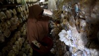 Petani memanen jamur tiram di Desa Bhuana Jaya, Tenggarong Seberang, Kutai Kartanegara, Kalimantan Timur, Rabu (30/7/2025). Foto: ANTARA FOTO/M Risyal Hidayat