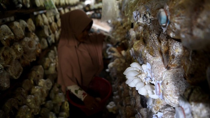 Petani memanen jamur tiram di Desa Bhuana Jaya, Tenggarong Seberang, Kutai Kartanegara, Kalimantan Timur, Rabu (30/7/2025). Petani memanfaatkan sebagian lahan tempat tinggalnya sebagai kumbung atau tempat budidaya jamur tiram dengan menggunakan media tanam bahan organik dan mampu dipanen sekitar 15-30 kilogram seharinya yang selanjutnya dijual seharga Rp35.000 per kilogramnya untuk didistribusikan ke wilayah Kalimantan hingga Jawa. ANTARA FOTO/M Risyal Hidayat/foc.