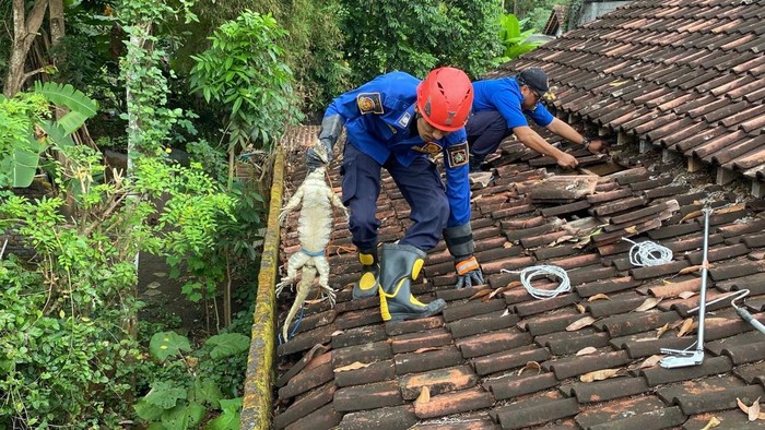 Petugas mengevakuasi biawak yang bersembunyi di atap rumah warga Beji, Wates, Kulon Progo, Rabu (30/7/2025).