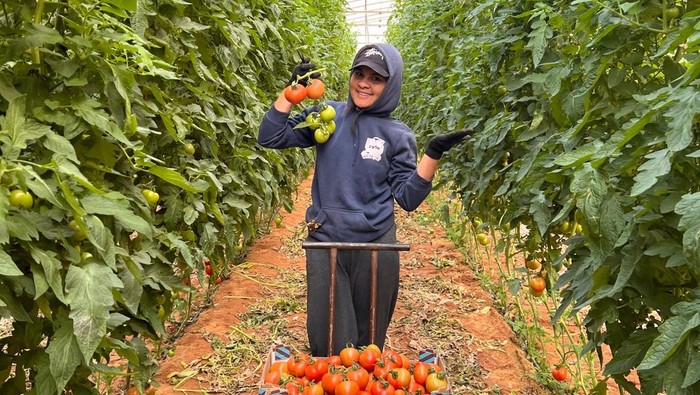Salah satu mahasiswa Stiper Flores Bajawa magang di lahan pertanian Israel.