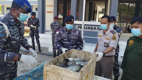 TNI AL saat menggagalkan penyelundupan 135 ekor ikan tuna ke Timor Leste di Pantai Motaain, Desa Silawan, Kecamatan Tasifeto Timur, Belu, NTT. (Dok. Lantamal VII Kupang)