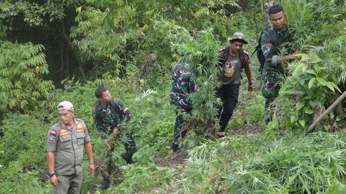 TNI bersama personel gabungan lainnya saat memusnahkan ganja di Tor Sihite. (Foto: Kodam I/BB)