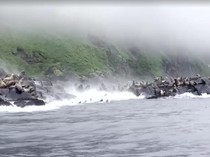 Video: Momen Kawanan Singa Laut Panik saat Gempa Guncang Kamchatka Rusia