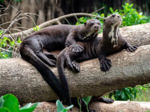 Hewan Ini Dijuluki Insinyur Alam karena Ikut Melawan Krisis Iklim, Kok Bisa?