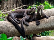 Berang-berang yang Pulang Usai 40 Tahun Menghilang