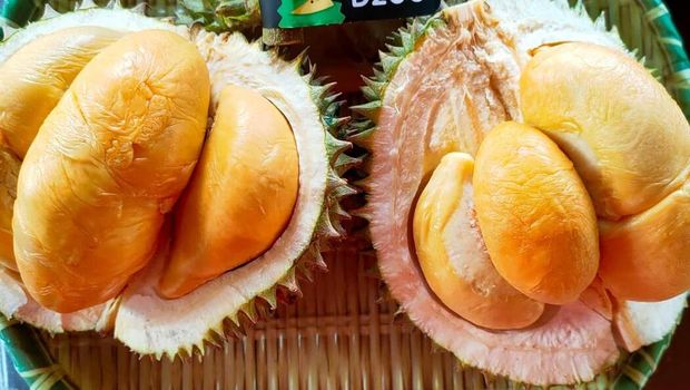 Bikin Durian Black Thorn Populer, Petani Ini Dapat Gelar Kehormatan Datuk Petani durian asal Pulau Pinang, Malaysia bernama Leow Cheok Kiang menerima salah satu penghargaan tertinggi di negerinya setelah puluhan tahun menanam dan mengembangkan durian jenis Black Thorn atau Or Chee.