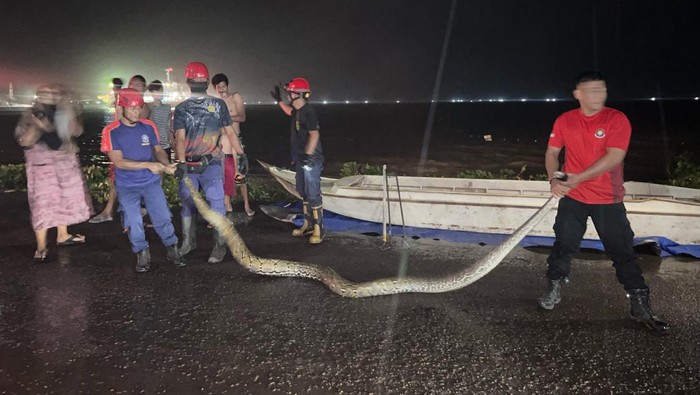 Damkar Parepare menangkap ular piton 5 meter yang ngumpet di perahu.