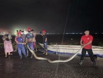 Damkar Parepare Tangkap Ular Piton 5 Meter Ngumpet di Perahu, Warga Panik