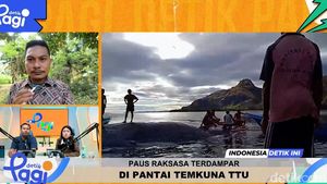 Video: Paus Raksasa Terdampar di Pantai Temkuna Timor timur Utara