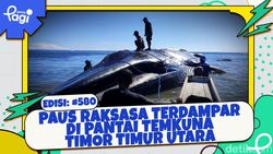 Video: Paus Raksasa Terdampar di Pantai Temkuna Timor timur Utara