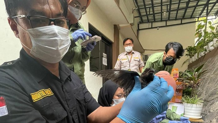 Foto: Karantina Banten Gagalkan Penyelundupan ratusan burung ilegal di Merak (dok. istimewa)