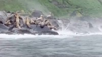 Gerombolan Singa Laut Loncat ke Air saat Gempa Dahsyat Guncang Rusia