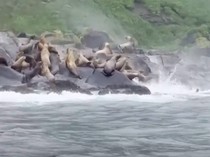 Gerombolan Singa Laut Loncat ke Air saat Gempa Dahsyat Guncang Rusia