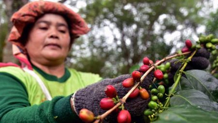 Liberika sendoyan. Foto: Portal Informasi Indonesia