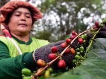 Mengenal Liberika Sendoyan, Kopi Khas Kalimantan yang Jarang Tersorot