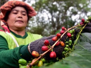 Mengenal Liberika Sendoyan, Kopi Khas Kalimantan yang Jarang Tersorot