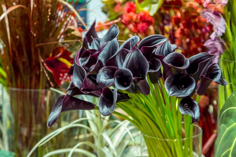 Midnight Calla Lily.