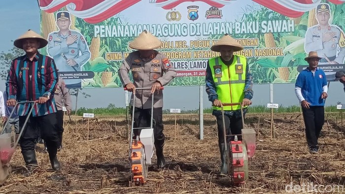 Penanaman jagung di Lamongan