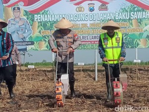 10 Hektare Sawah di Lamongan Disulap Jadi Lahan Jagung
