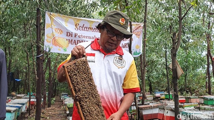Petani lebah madu menunjukkan hasil budidaya. (Raja Adil Siregar/detikSumut)