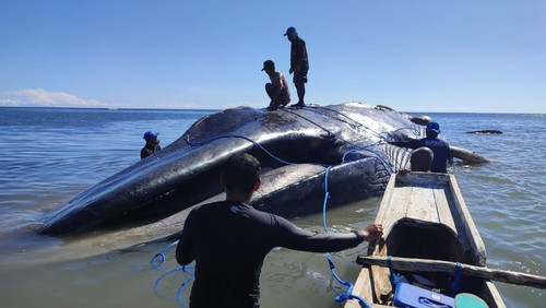 Petugas saat mengukur bangkai paus biru kerdil (Balaenoptera musculus brevicauda) yang terdampar di Pantai Temkuna, Desa Humusu Wini, Insana Utara, TTU, NTT, Kamis (31/7/2025). (Dok. BKKPN Kupang)