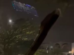 Dramatis! Detik-detik Damkar Evakuasi Sanca Besar Tiban Mobil di Serpong