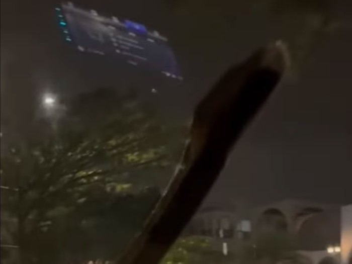 Sebuah video ular merayap di atas kap hingga jendela mobil saat melaju viral di medsos. Ular tersebut terus merayap saat mobil tersebut terus melaju. (dok Pribadi)