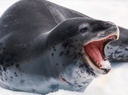 Ternyata, Anjing Laut Bernyanyi di Bawah Lapisan Es